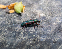 Strongylium humerale