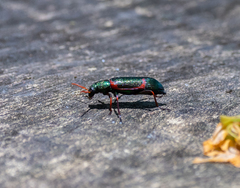 Strongylium humerale