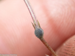 Kohautia amatymbica