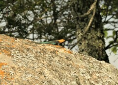 Agama kirkii
