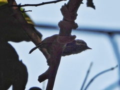 Picumnus innominatus