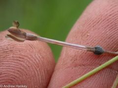 Kohautia amatymbica