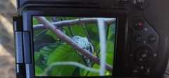 Picumnus innominatus