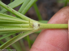 Kohautia amatymbica