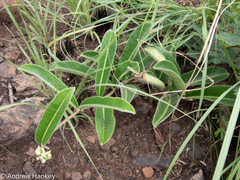 Raphionacme procumbens