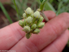 Raphionacme procumbens