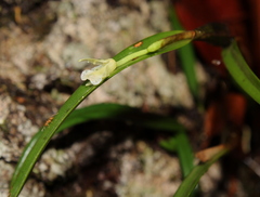 Scaphyglottis fusiformis