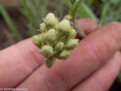 Raphionacme procumbens
