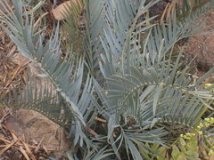 Encephalartos lehmannii