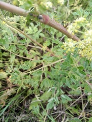Peucedanum alsaticum