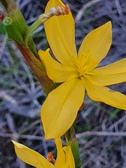 Moraea lewisiae