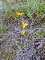 Moraea lewisiae