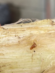 Phytomyza gymnostoma