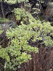 Escallonia myrtilloides