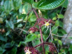 Miconia australis