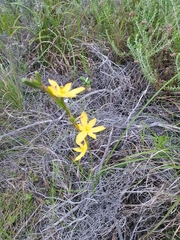 Moraea lewisiae