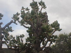 Crassula ovata