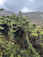 Escallonia myrtilloides