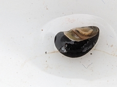 Theodoxus fluviatilis