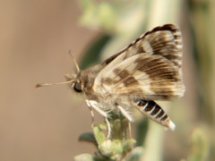 Ernsta dromus