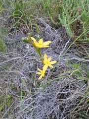 Moraea lewisiae