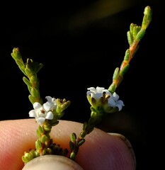 Euchaetis elsieae