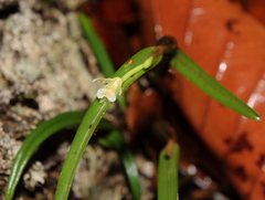 Scaphyglottis fusiformis