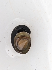 Theodoxus fluviatilis