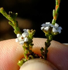 Euchaetis elsieae