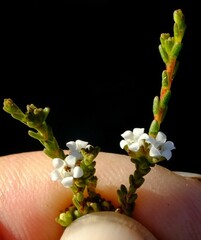 Euchaetis elsieae