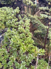 Escallonia myrtilloides