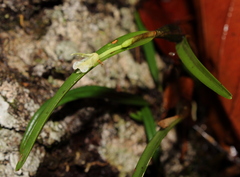 Scaphyglottis fusiformis