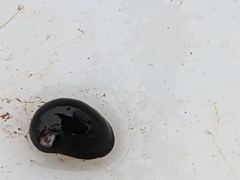 Theodoxus fluviatilis