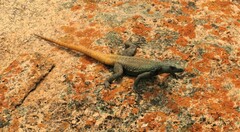 Platysaurus intermedius