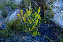 Erica parilis