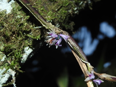 Scaphyglottis stellata