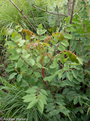 Sclerocarya birrea caffra