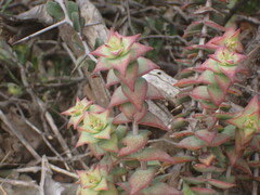 Crassula perforata