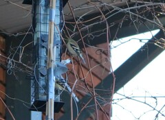 Spinus tristis tristis