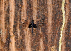 Tyriobapta torrida