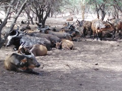 Syncerus caffer brachyceros