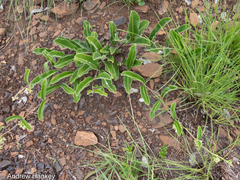 Raphionacme procumbens