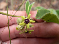Raphionacme procumbens