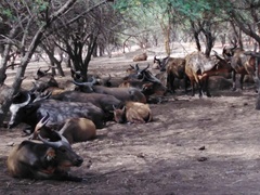 Syncerus caffer brachyceros