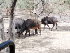 Syncerus caffer brachyceros