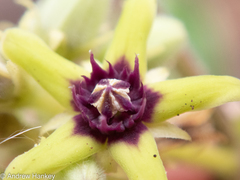 Raphionacme procumbens