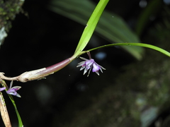Scaphyglottis stellata