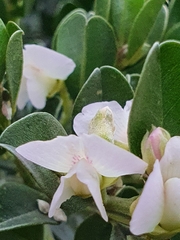 Podalyria myrtillifolia