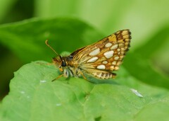 Carterocephalus mandan