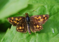 Carterocephalus mandan